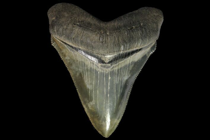 Serrated, Chubutensis Shark Tooth - Megalodon Ancestor #116741